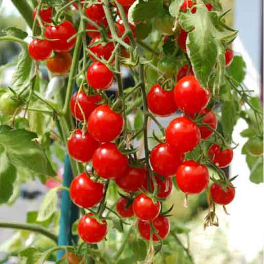 Coco Peat Block Supplier Sri Jayanthi Coirs